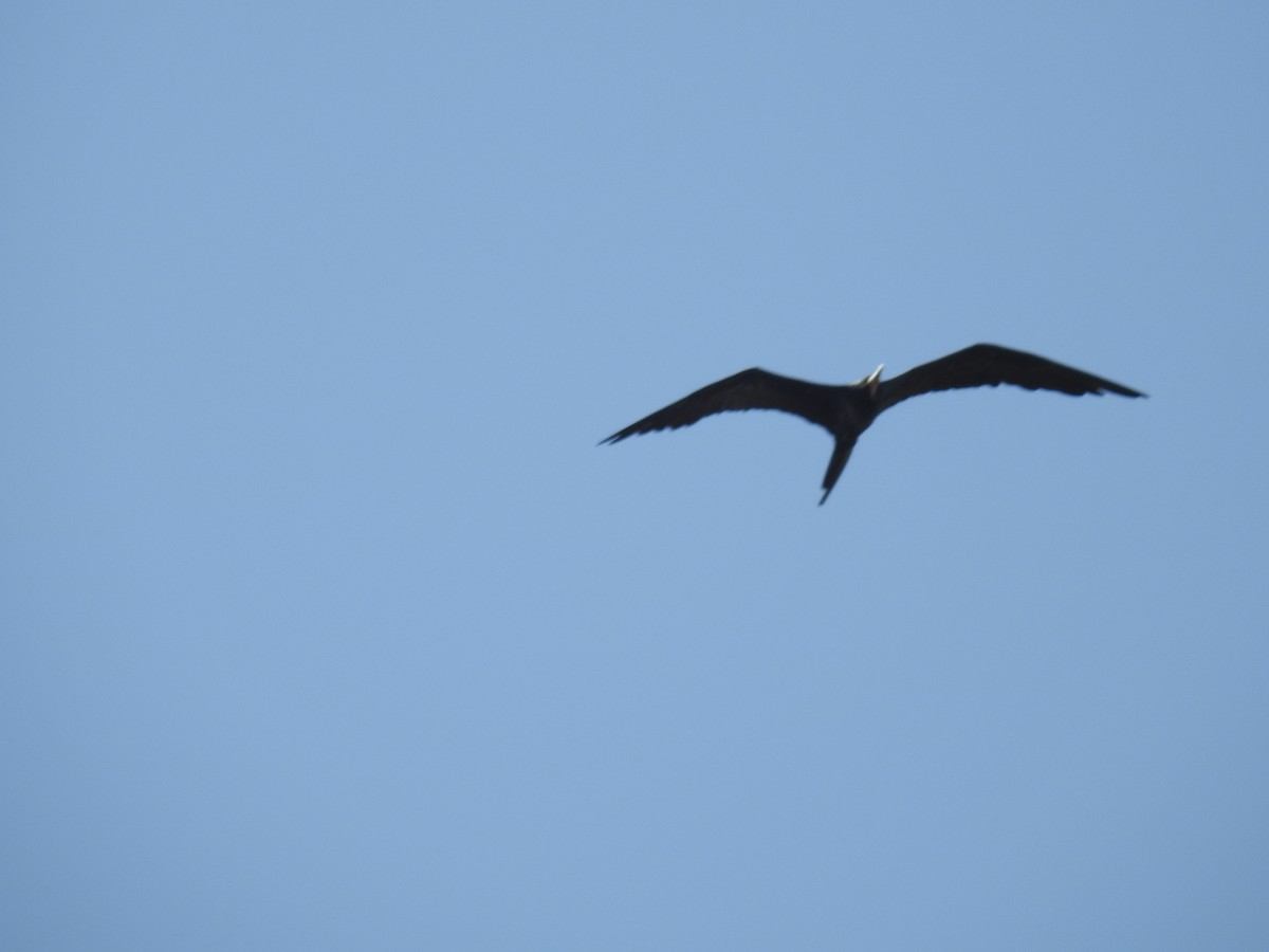 Magnificent Frigatebird - ML620511011