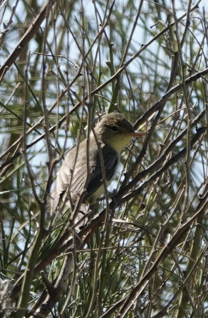 Melodious Warbler - ML620511013