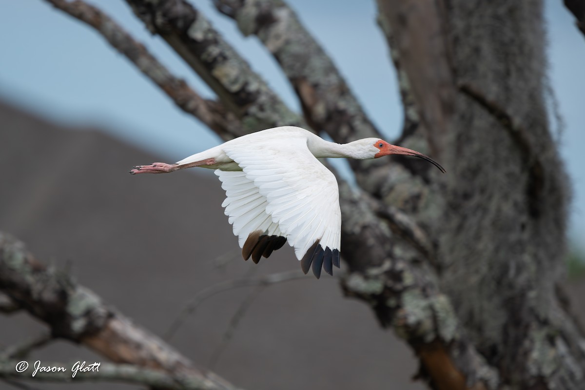 White Ibis - Jason Glatt