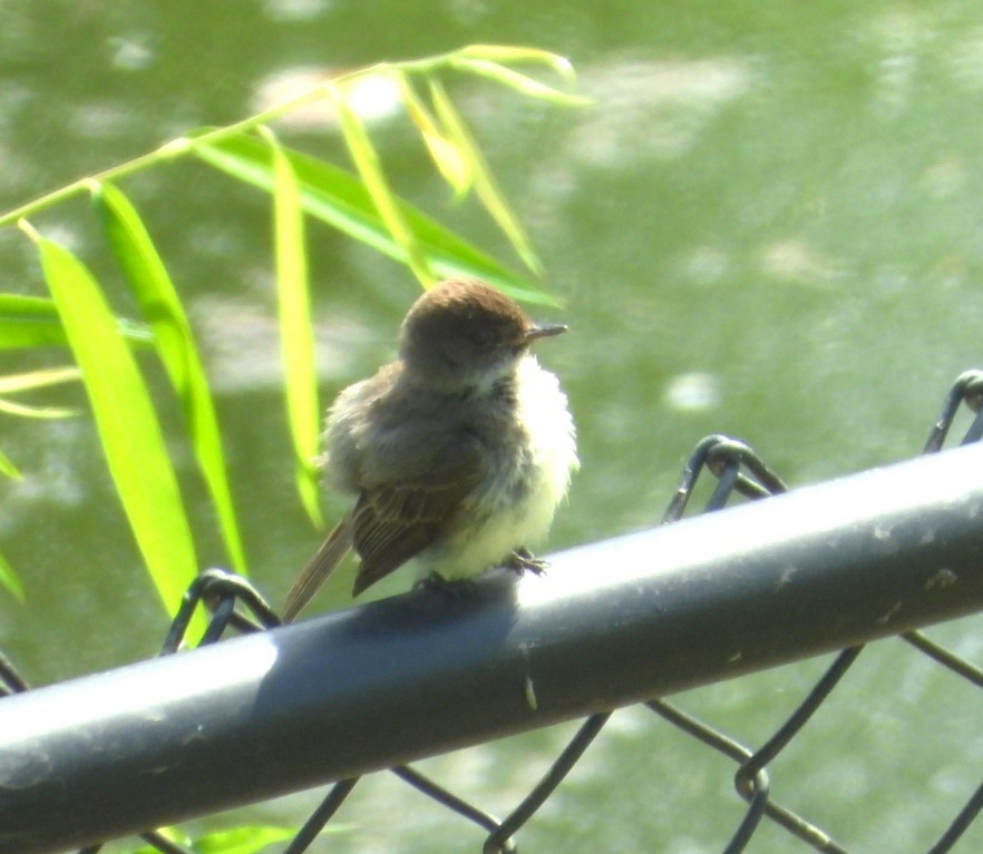 Northern Rough-winged Swallow - ML620511016