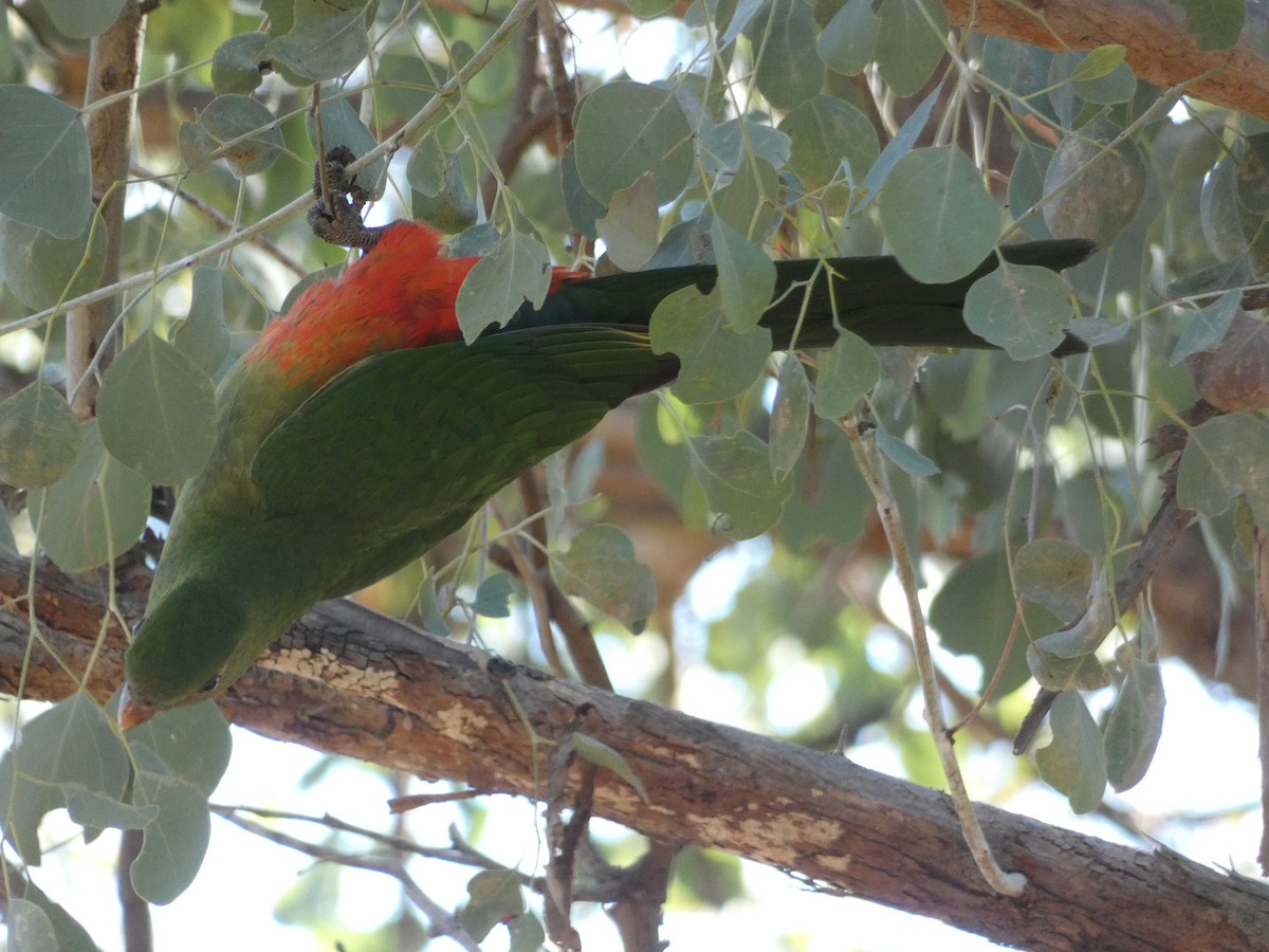 Australian King-Parrot - ML620511018