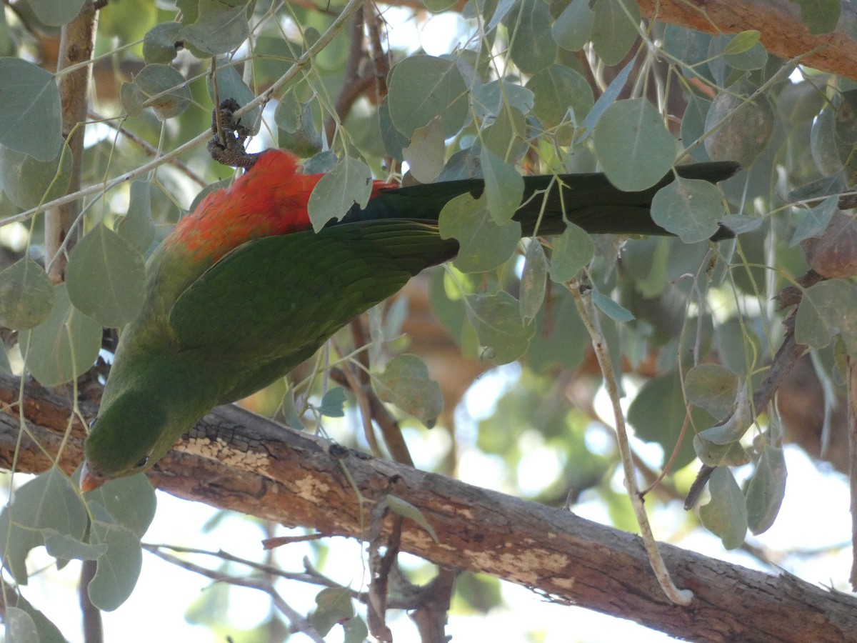 Papagayo Australiano - ML620511018