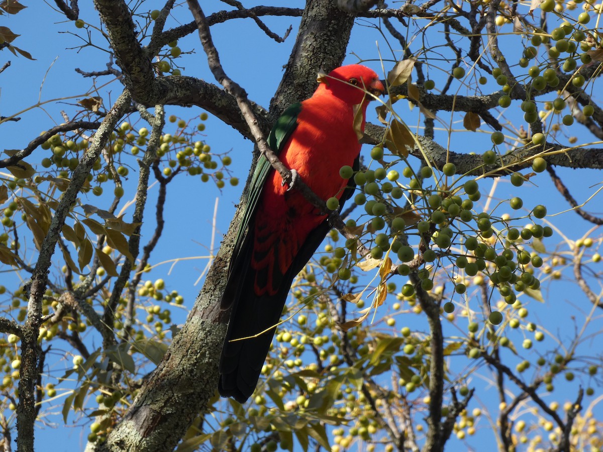 キンショウジョウインコ - ML620511019