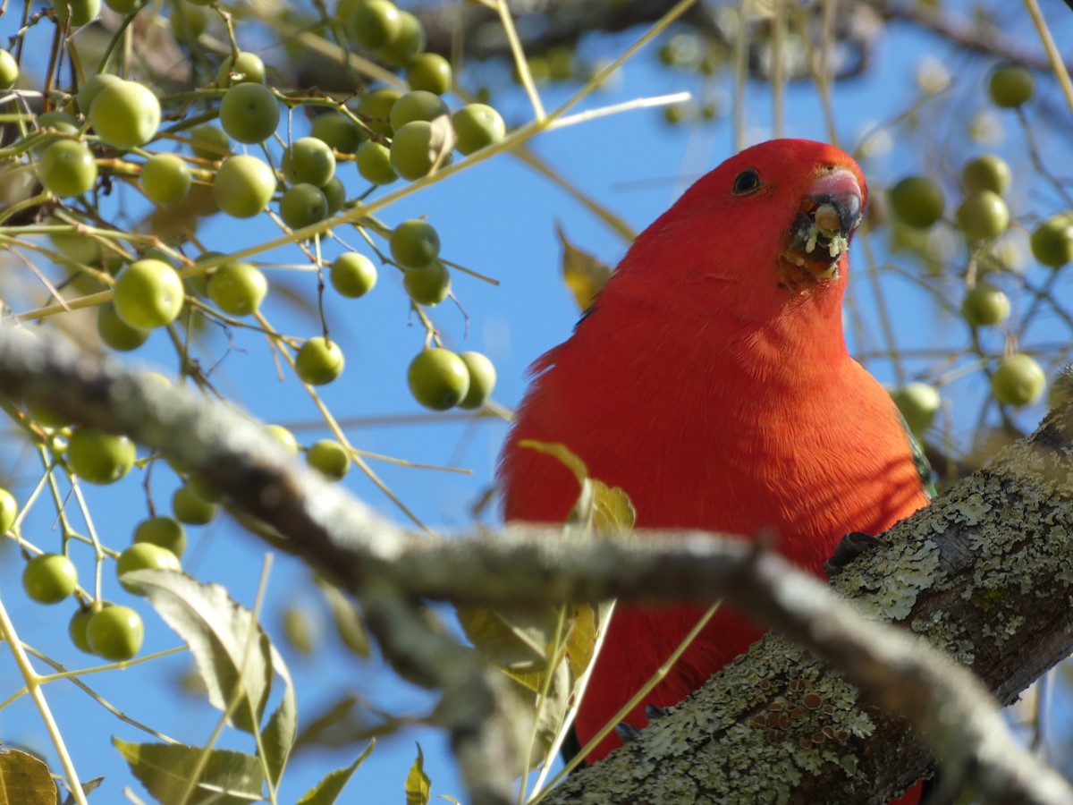 Australian King-Parrot - Jon Tiktin