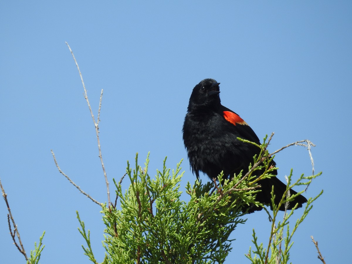 Red-winged Blackbird - ML620511021