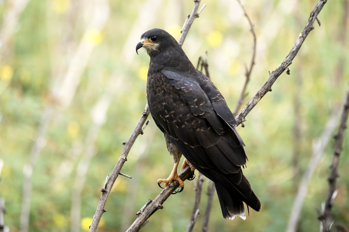 Коршун-слизнеед - ML620511022