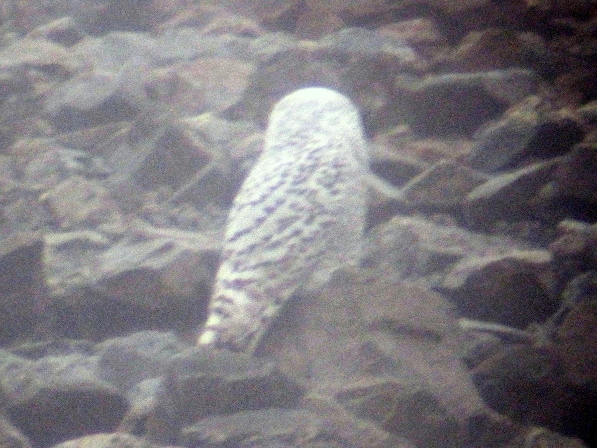 Snowy Owl - ML620511023