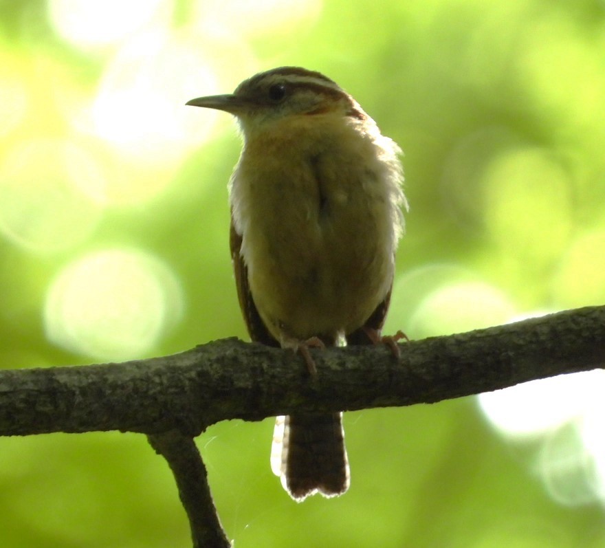 Carolina Wren - ML620511029