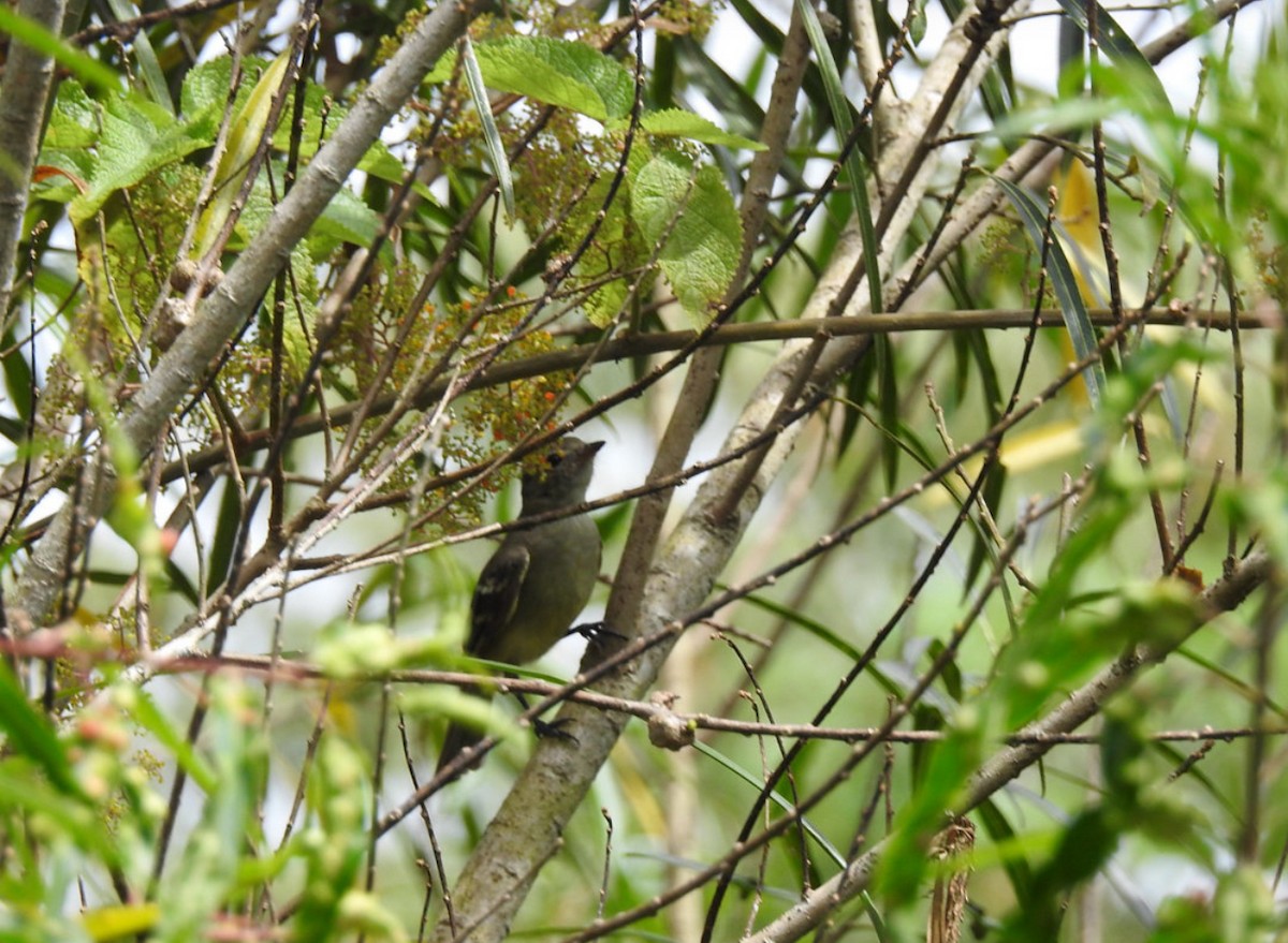 White-crested Elaenia - ML620511030