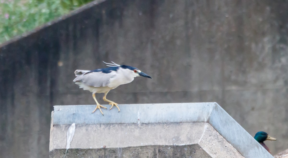 Black-crowned Night Heron - ML620511032