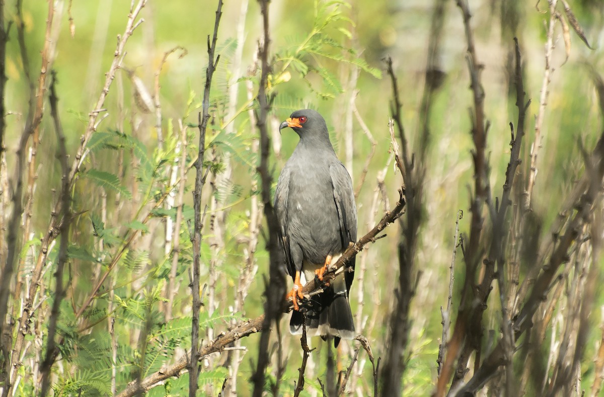 Snail Kite - ML620511033