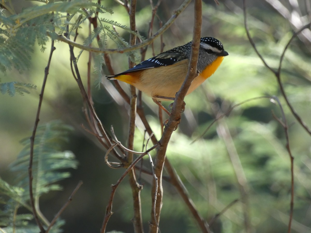 Fleckenpanthervogel - ML620511036