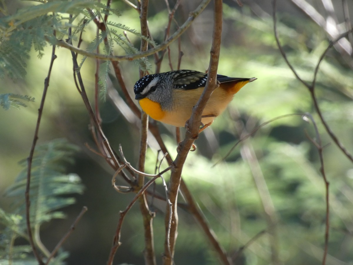 Pardalote Moteado - ML620511037