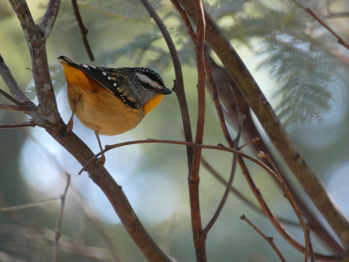 Fleckenpanthervogel - ML620511038