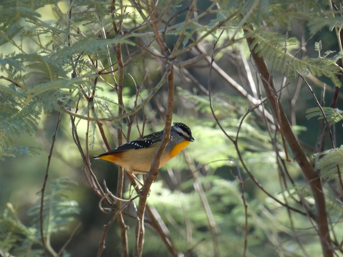 Pardalote Moteado - ML620511039