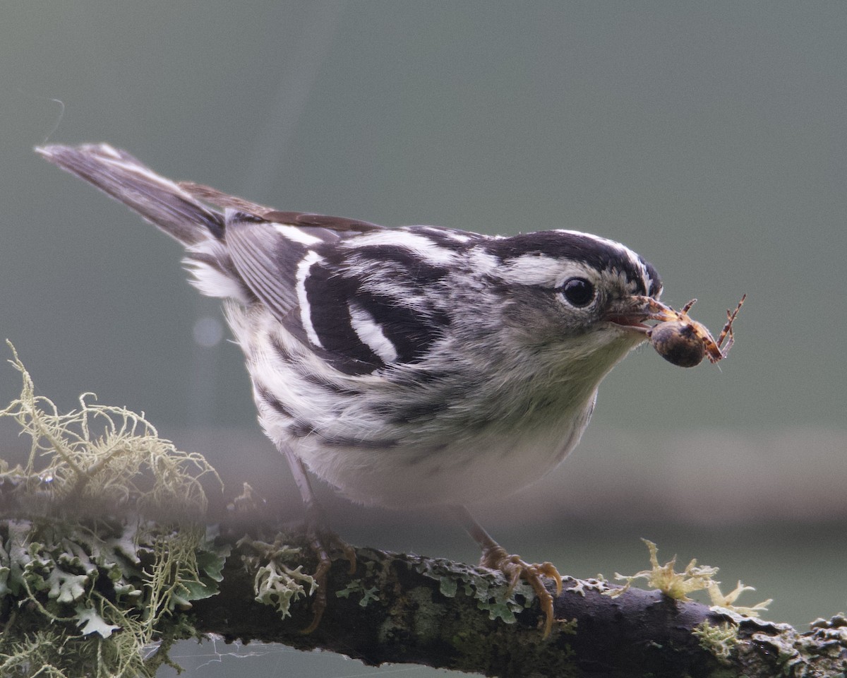 Black-and-white Warbler - ML620511044