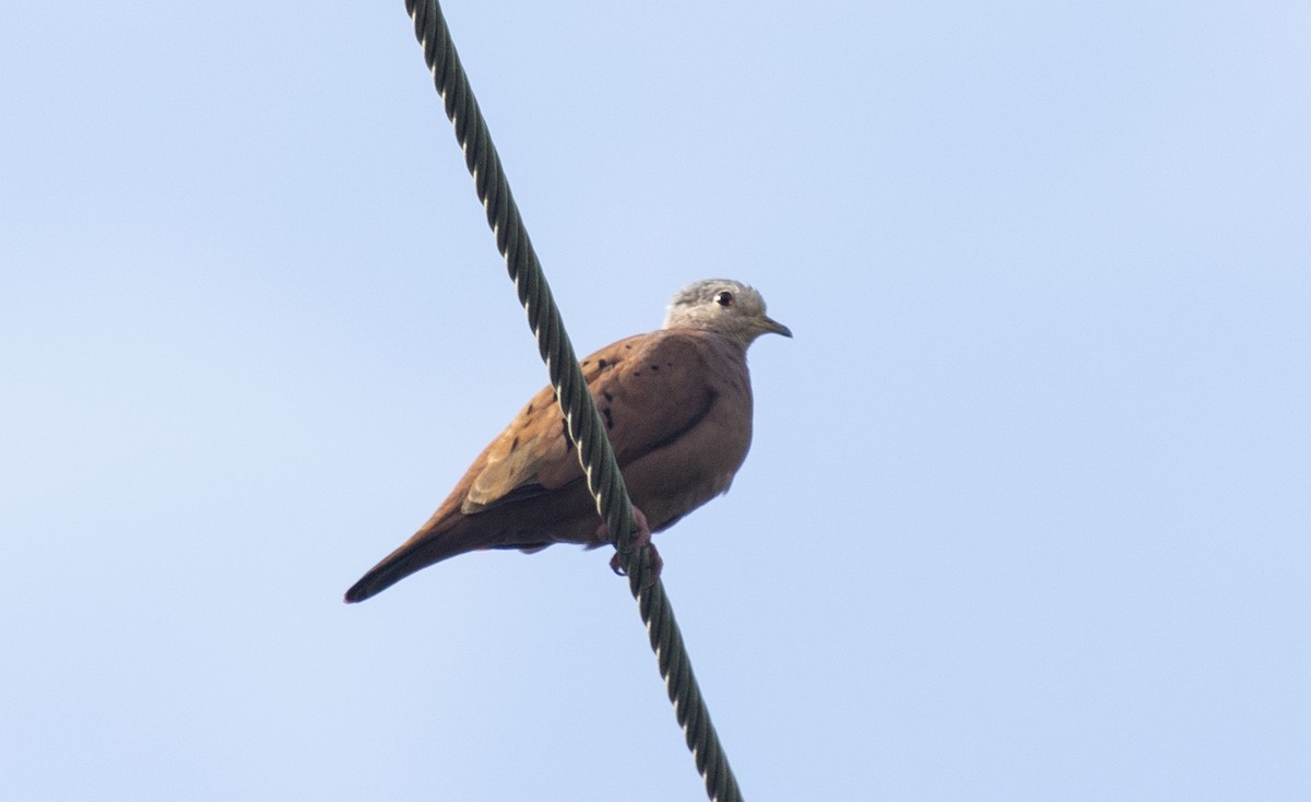 Ruddy Ground Dove - ML620511045