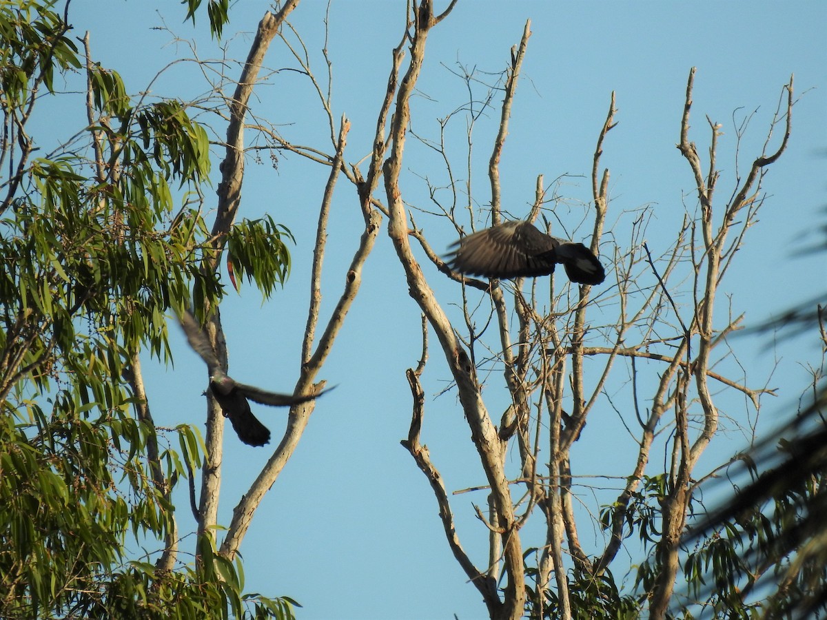 Rock Pigeon (Feral Pigeon) - ML620511053