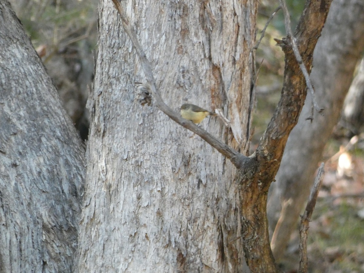 Buff-rumped Thornbill - ML620511054