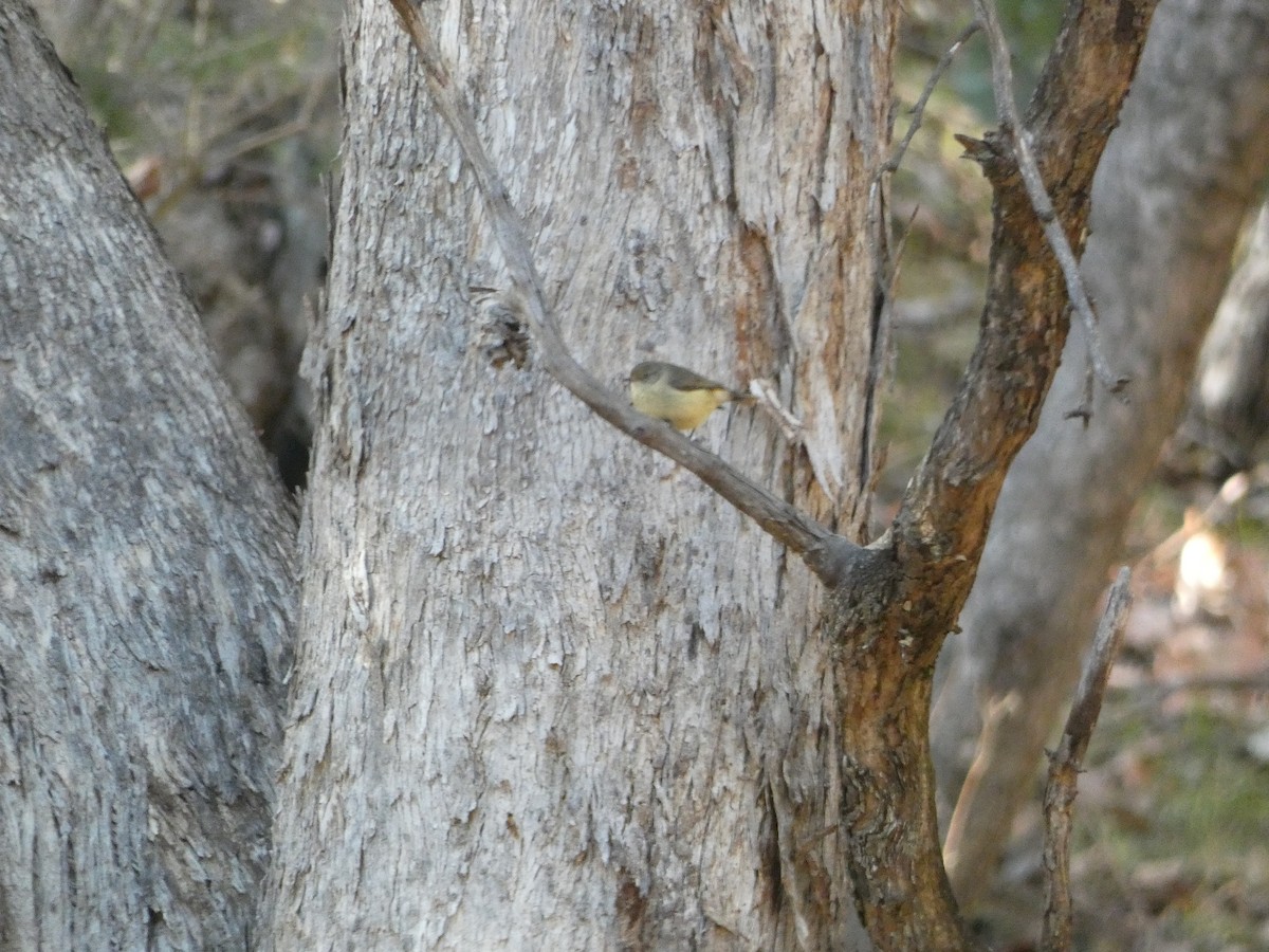 Buff-rumped Thornbill - ML620511054