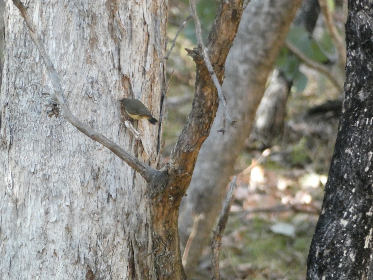 Buff-rumped Thornbill - ML620511056