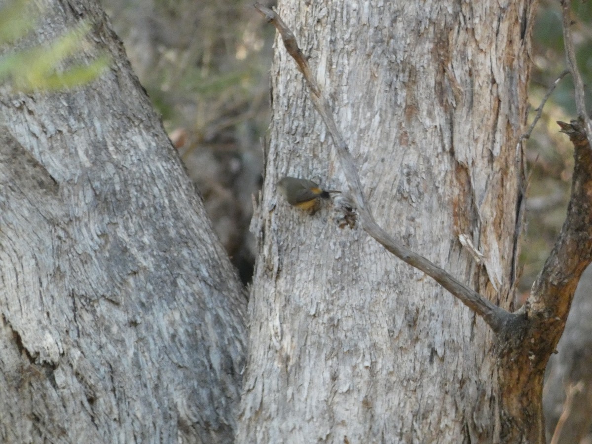 Buff-rumped Thornbill - ML620511057