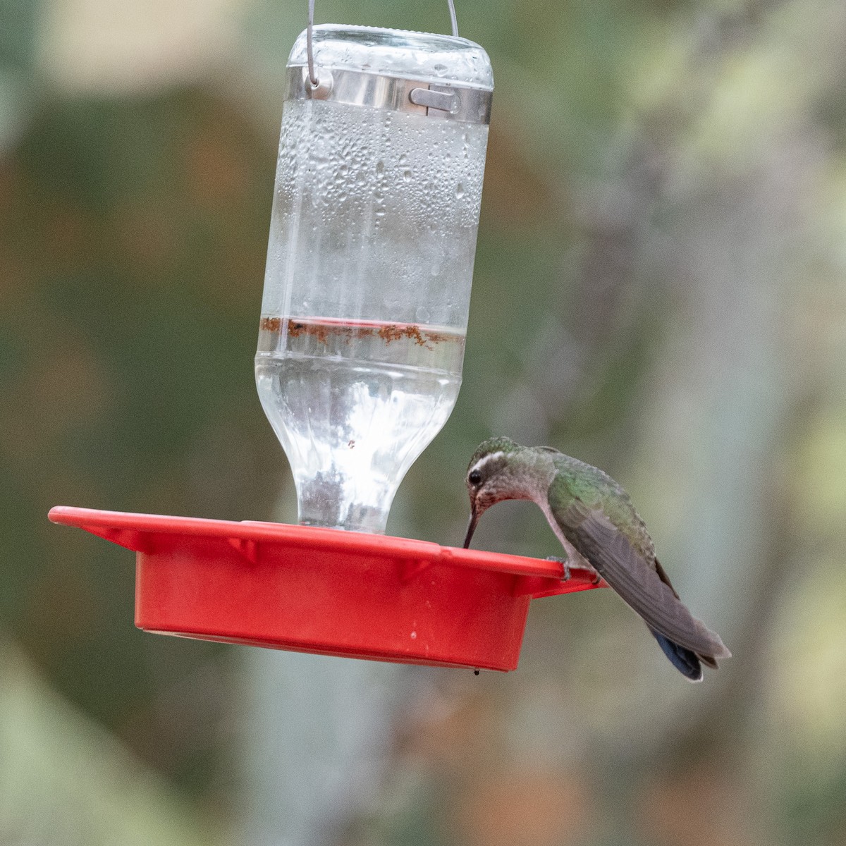 Colibri à gorge bleue - ML620511060