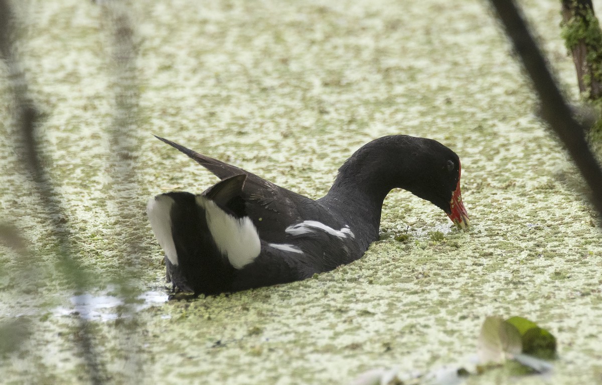 Common Gallinule - ML620511068