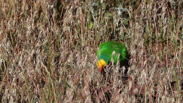 Superb Parrot - ML620511072