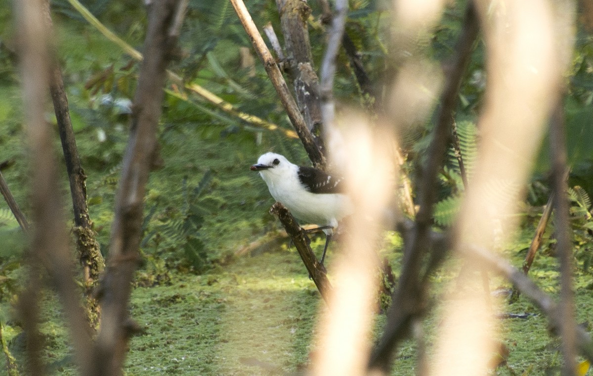 Black-backed Water-Tyrant - ML620511076