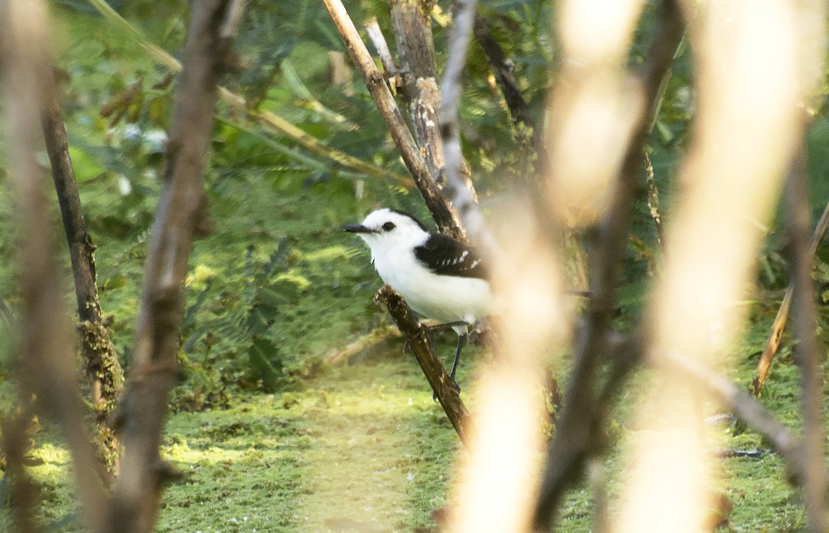 Black-backed Water-Tyrant - ML620511077