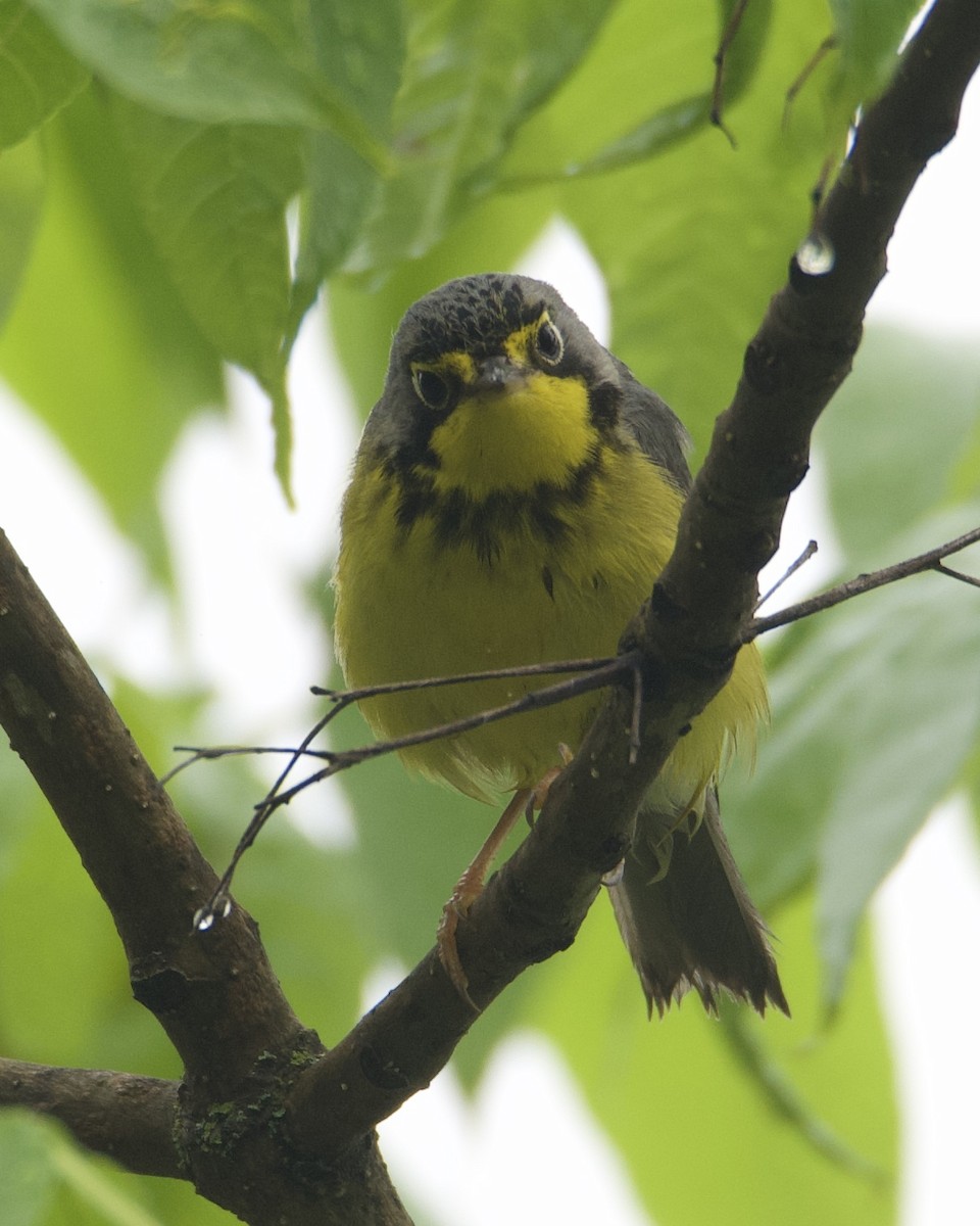 Canada Warbler - ML620511080