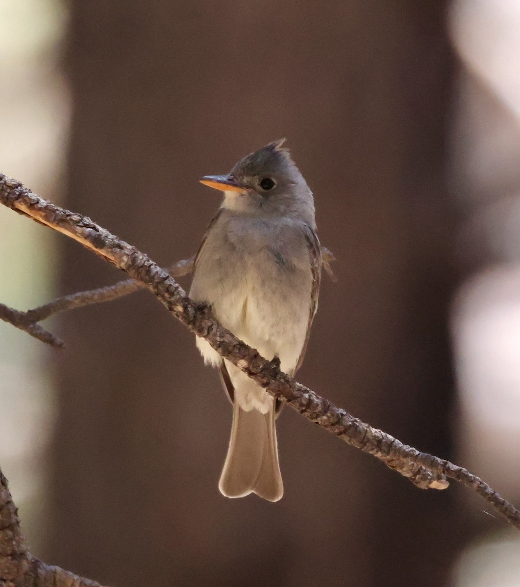 Greater Pewee - ML620511082