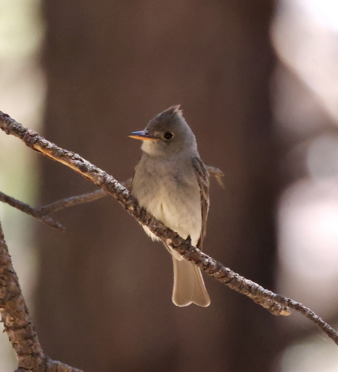 Greater Pewee - ML620511083