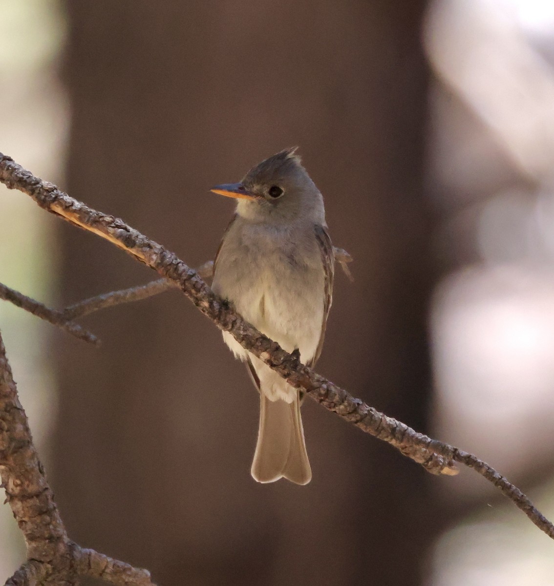 Greater Pewee - ML620511084