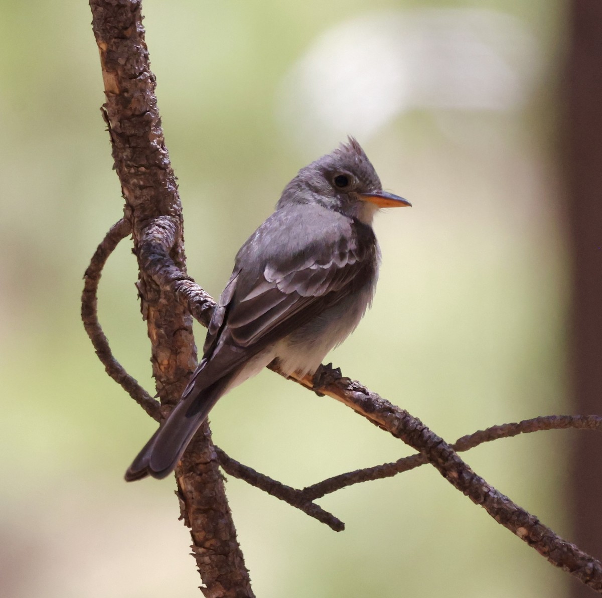 Greater Pewee - ML620511085