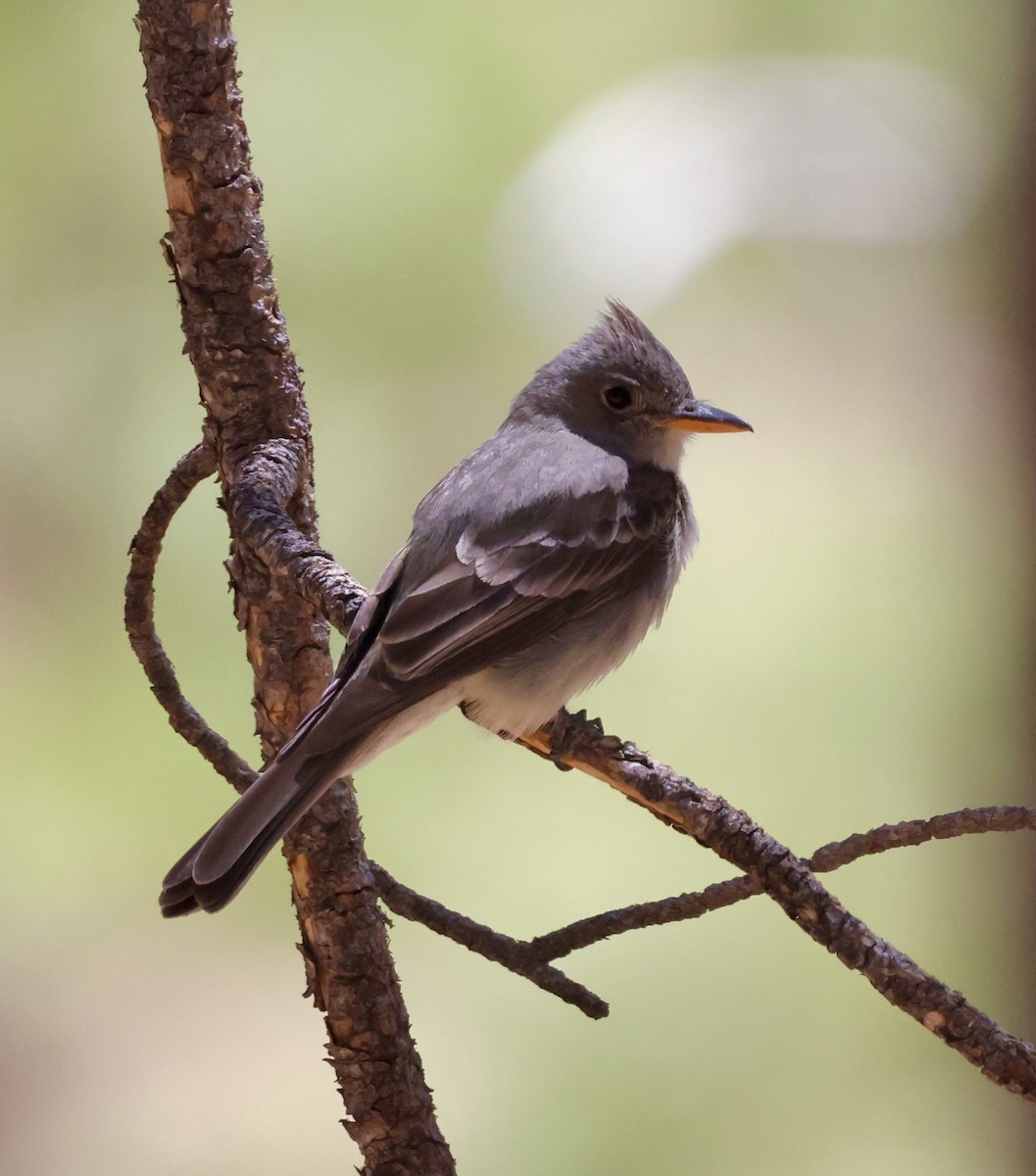 Moucherolle de Coues - ML620511086