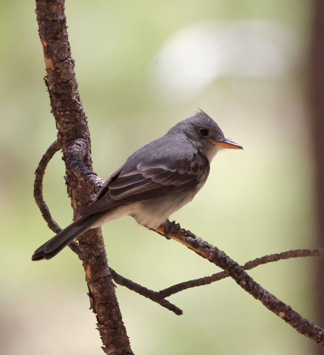 Greater Pewee - ML620511087