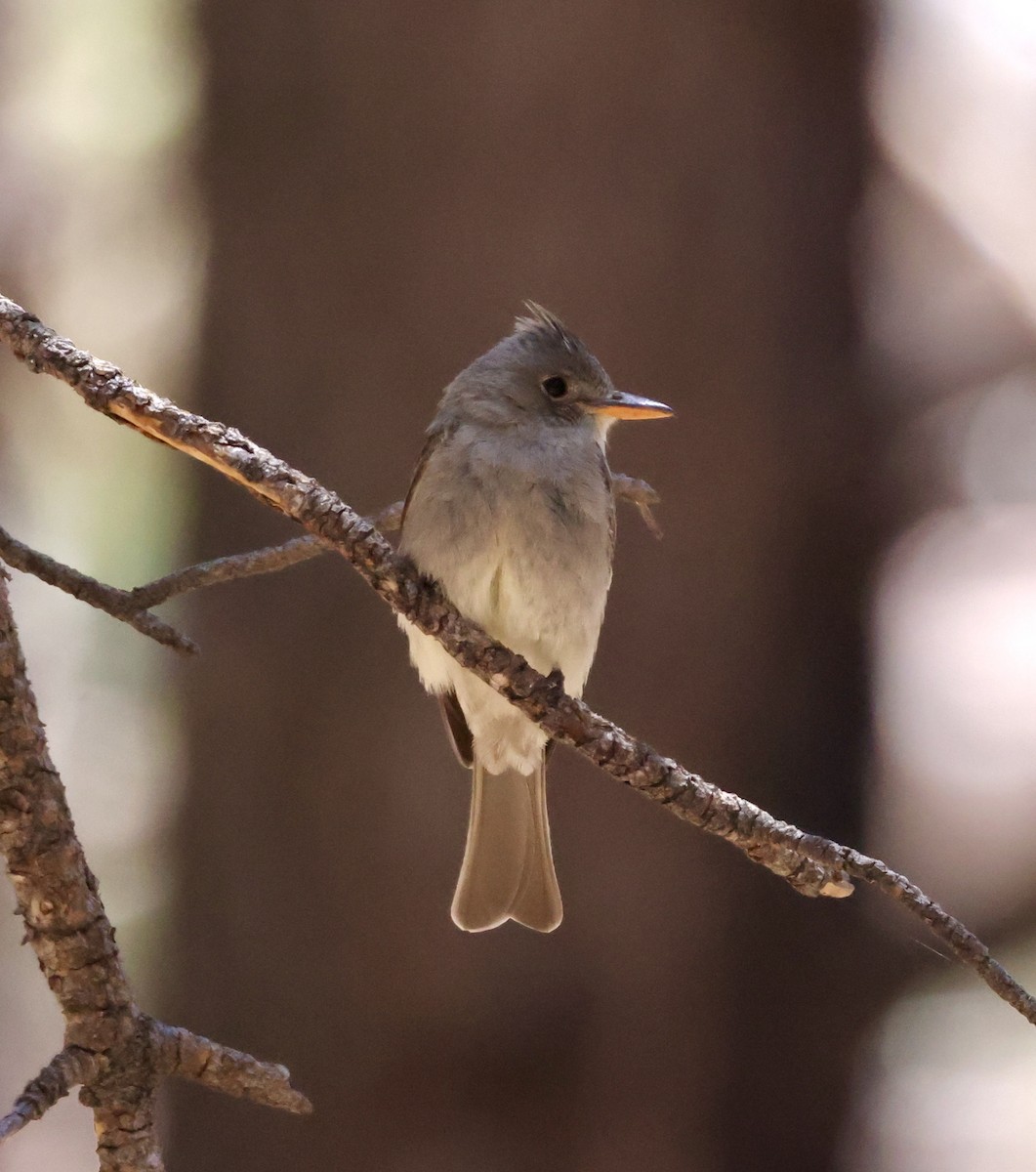 Greater Pewee - ML620511088