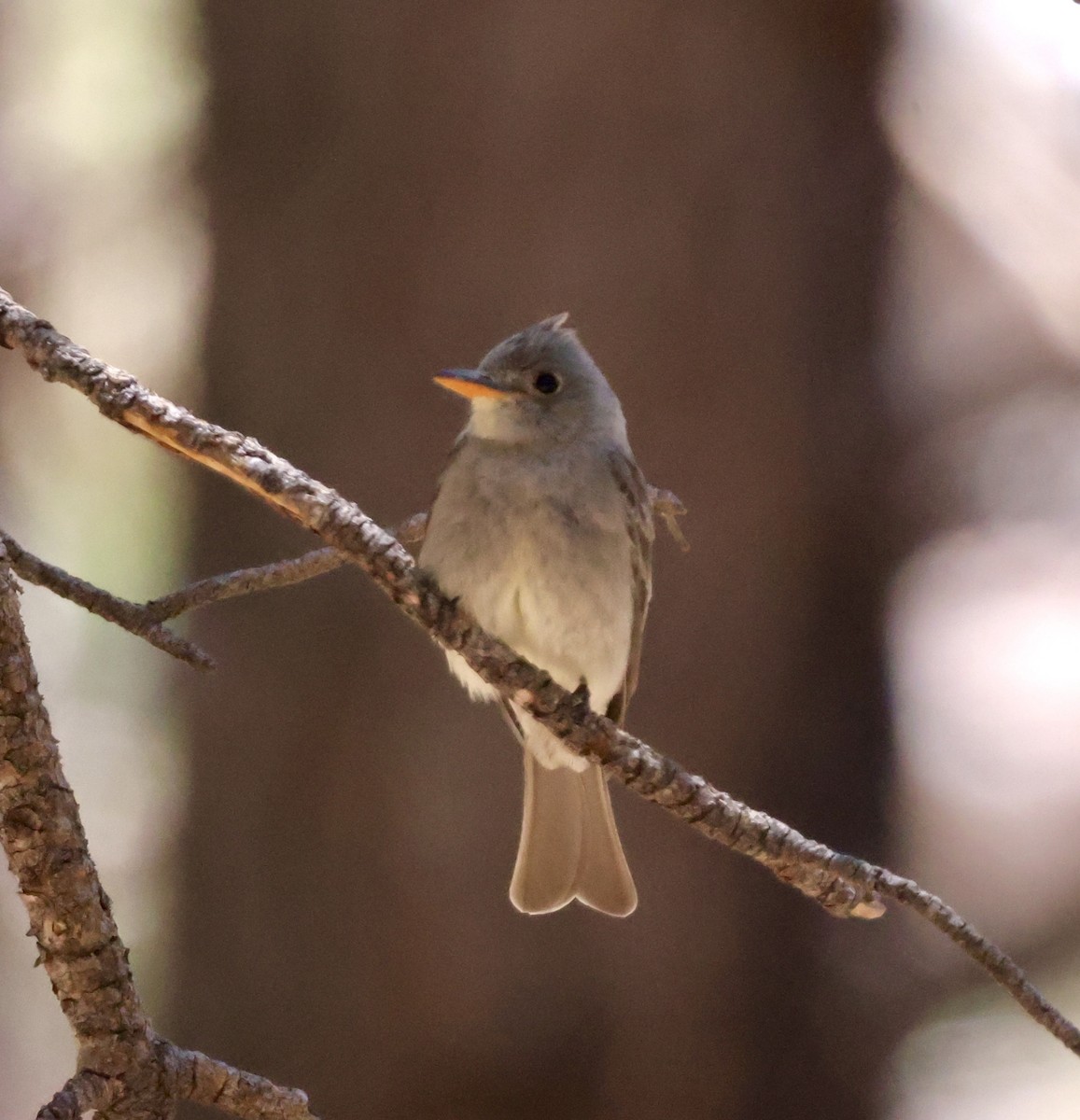 Greater Pewee - ML620511089