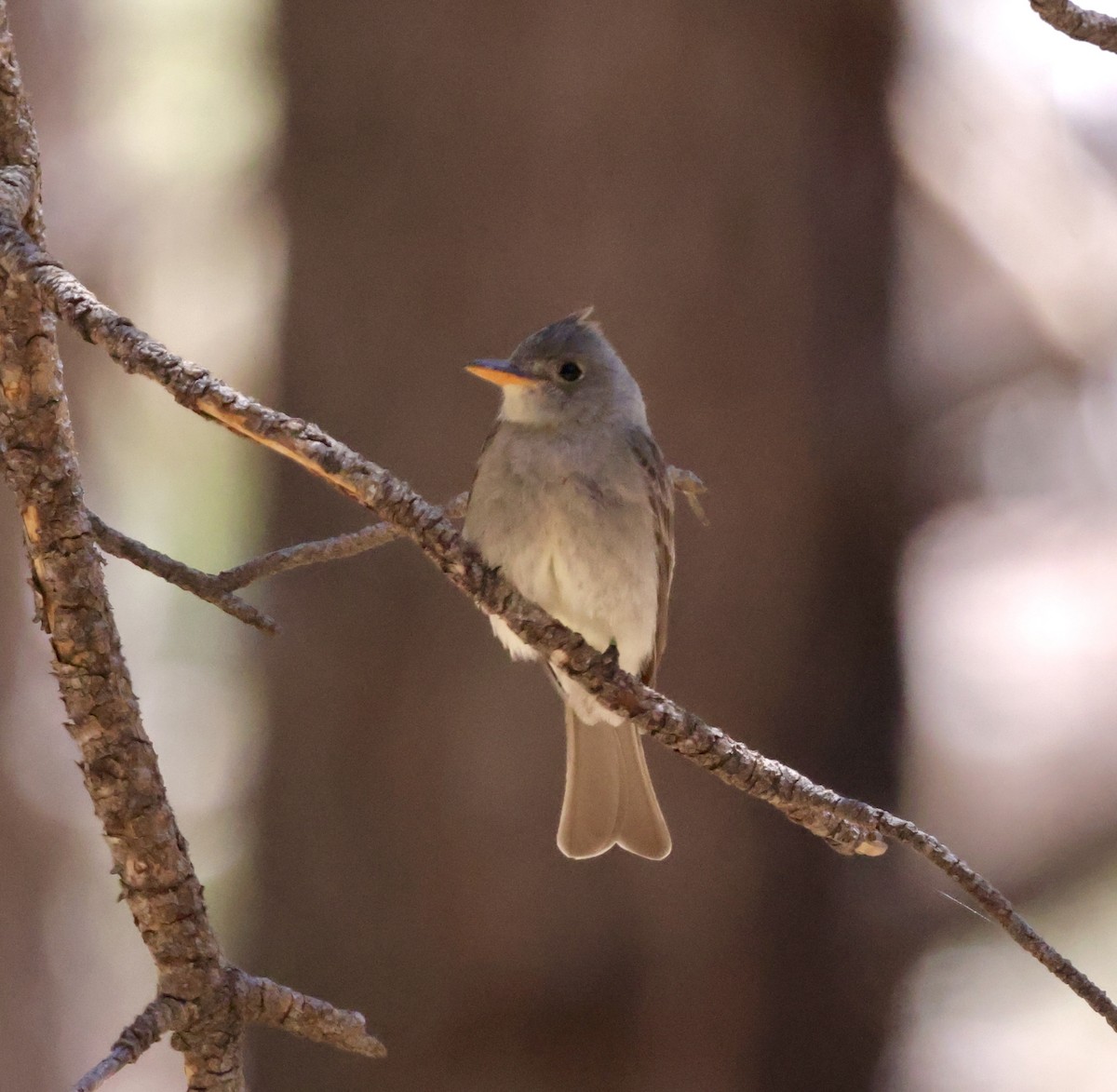 Greater Pewee - ML620511090