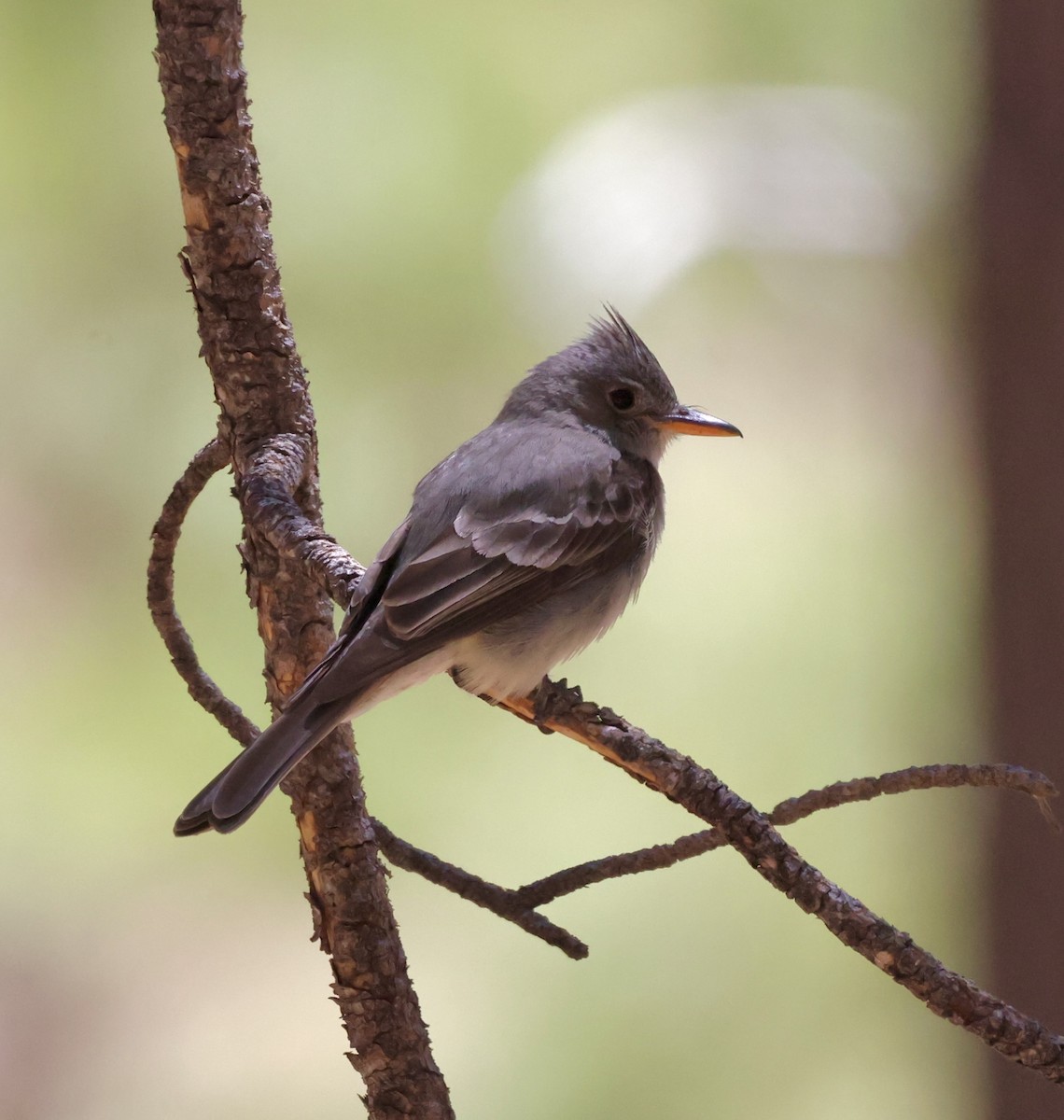 Greater Pewee - ML620511091