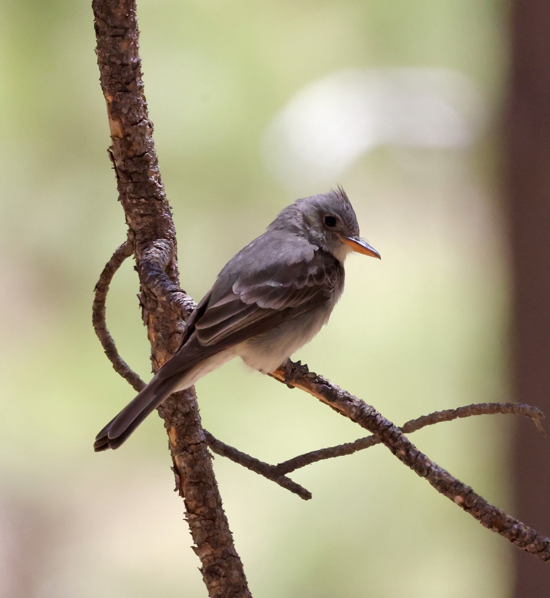 Greater Pewee - ML620511092