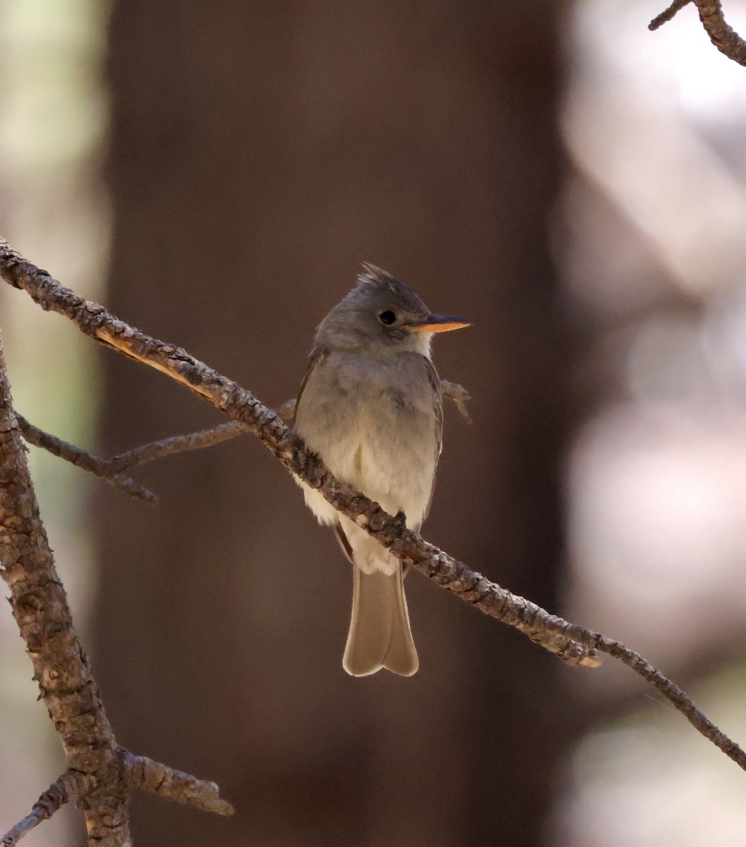 Greater Pewee - ML620511093