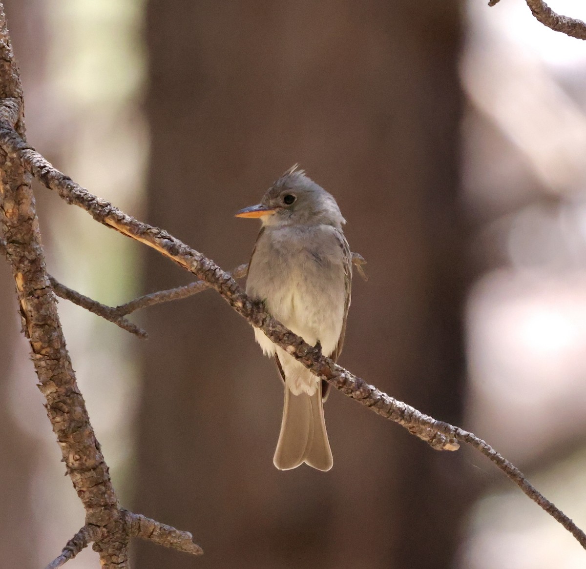 Greater Pewee - ML620511094