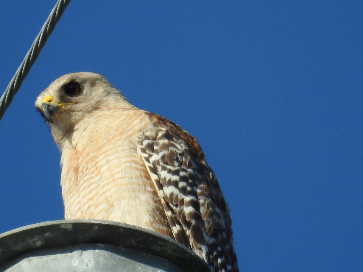 Red-shouldered Hawk - ML620511095