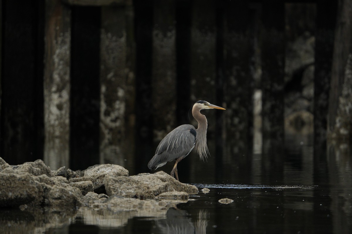 Great Blue Heron - ML620511097