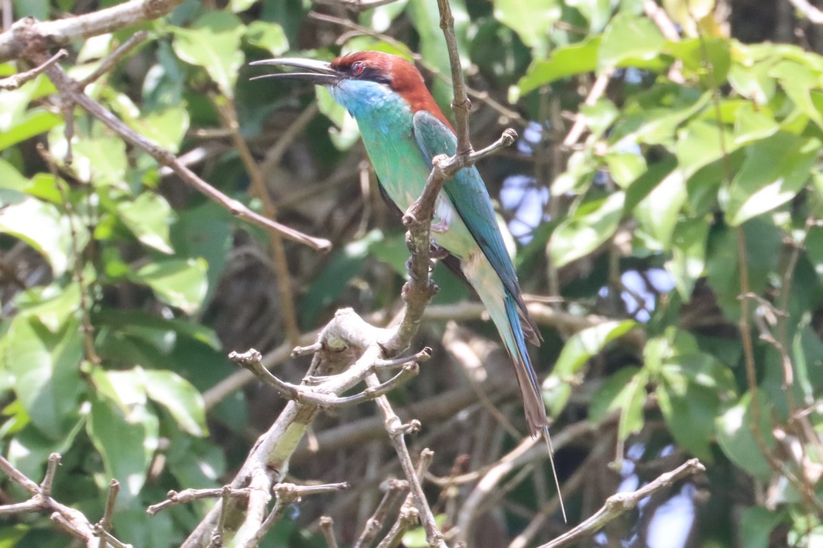 Blue-throated Bee-eater - ML620511098
