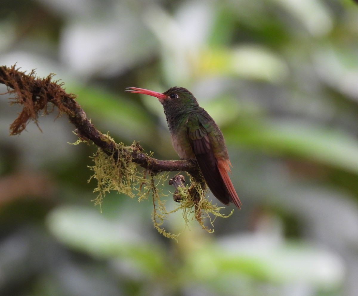Rufous-tailed Hummingbird - ML620511099