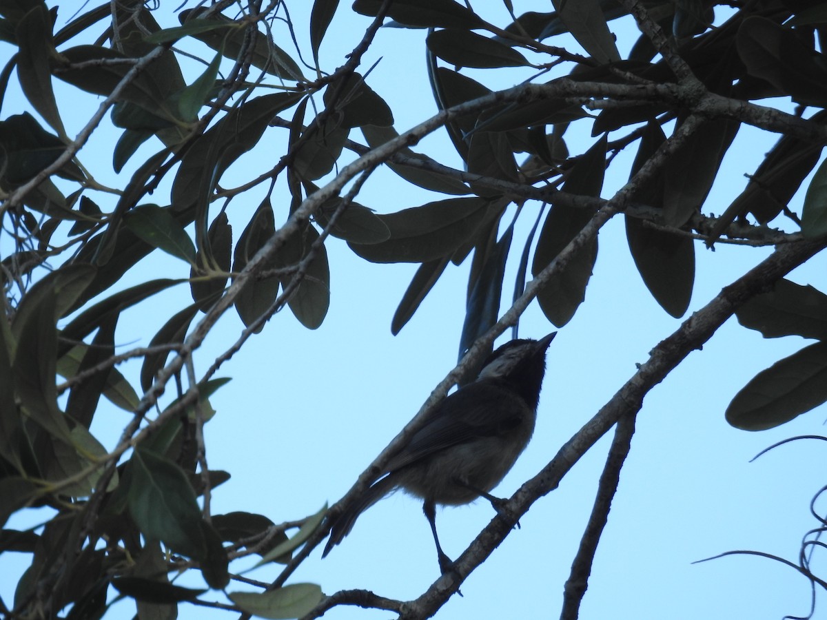 Carolina Chickadee - ML620511103